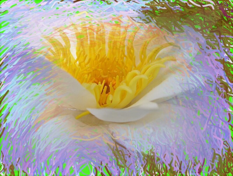 Close-up of Water Lily — Yellow