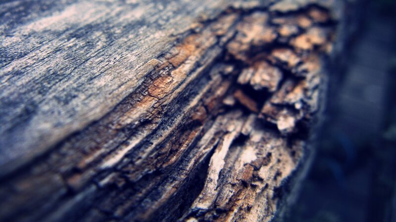 close-up of weathered wood