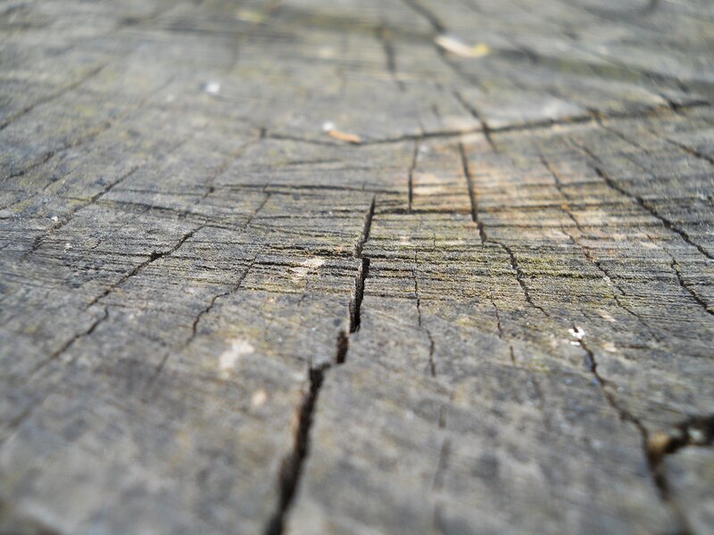close-up of weathered wood