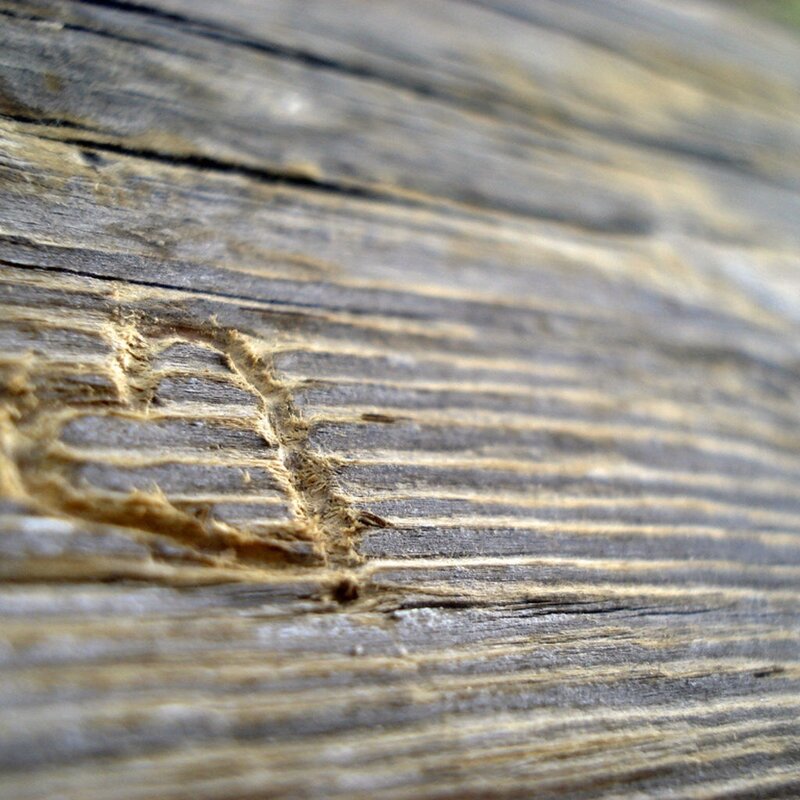 close-up of weathered wood
