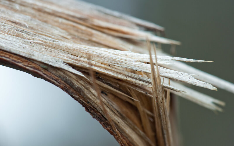 Close-up of weathered wood fibers