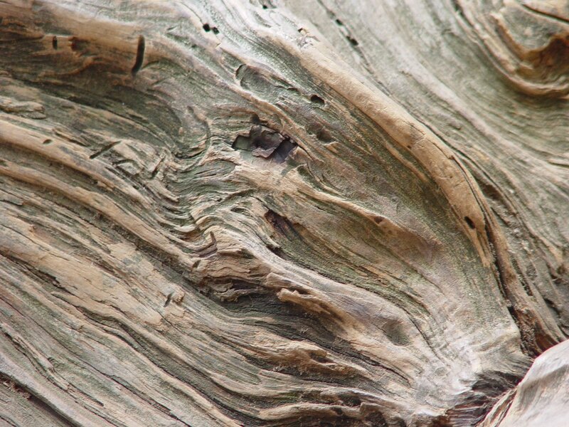 close-up of weathered wood grain