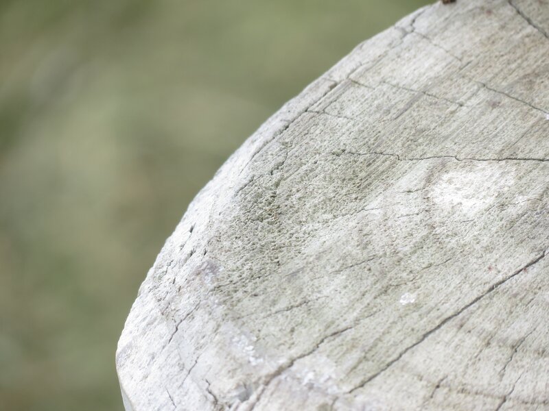 close-up of weathered wood surface