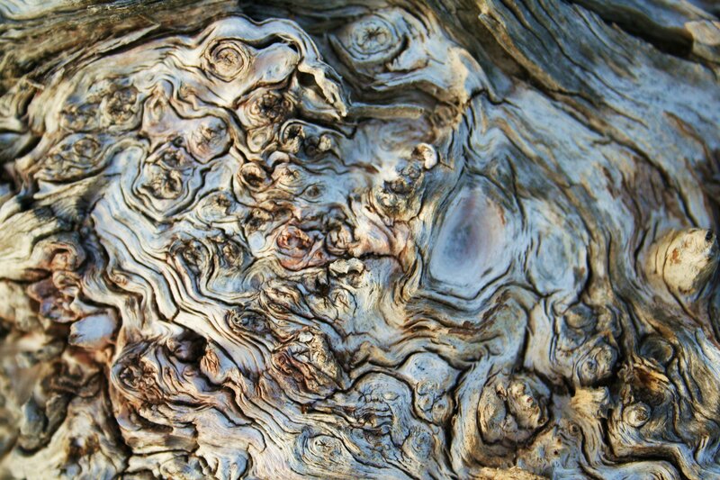 Close-up of weathered wood texture