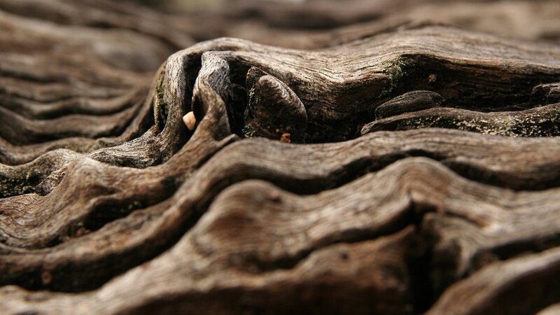 close-up of weathered wood texture