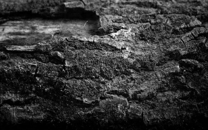 close-up of weathered wood