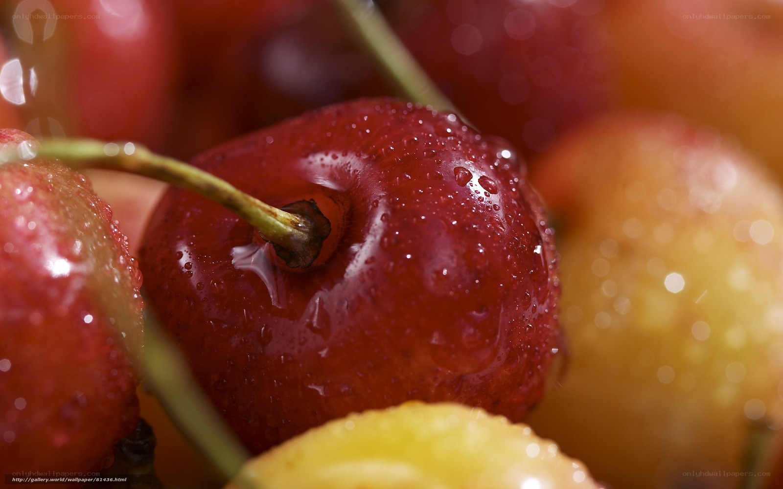 Close-up of wet cherries