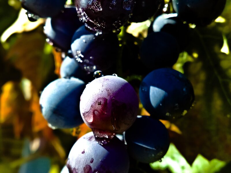 Close-up of wet grapes