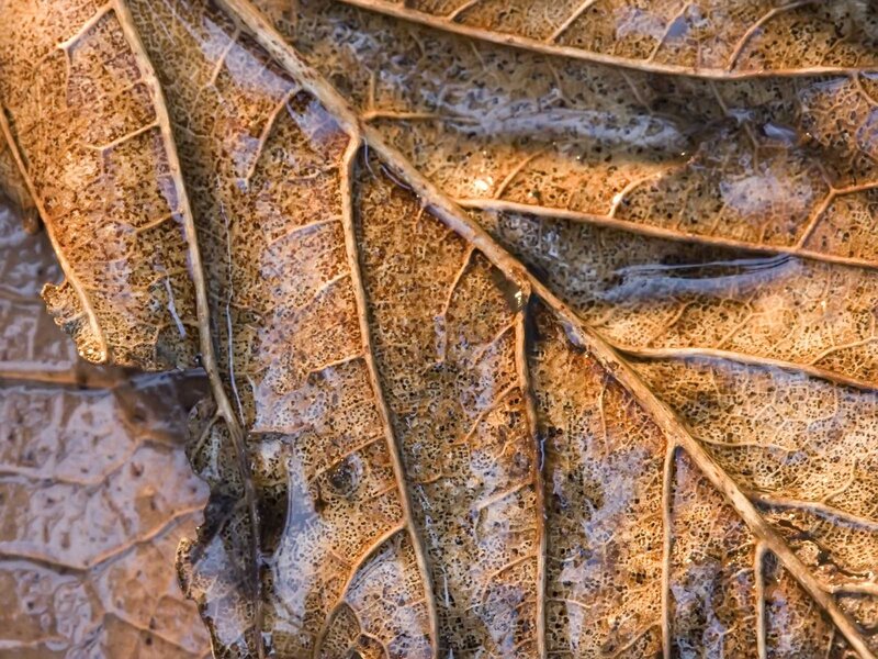 Close-up of wet leaf veins
