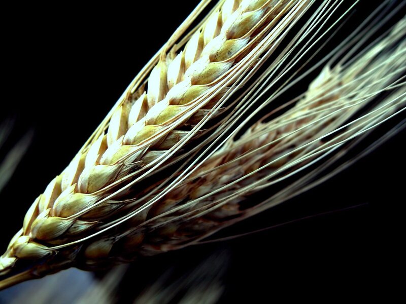 Close-up of Wheat Ear — Brown