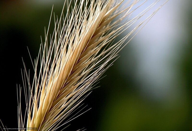 Close-up of Wheat Ear