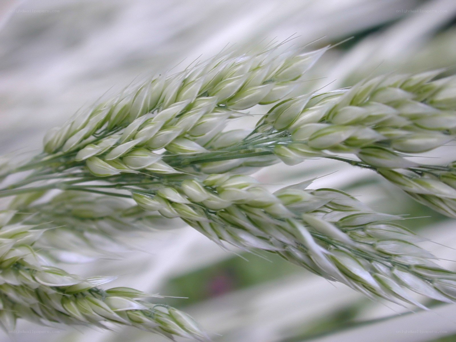 Close-up of wheat ears