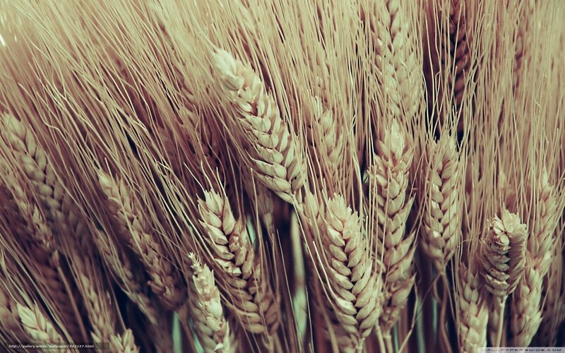 Close-up of Wheat Ears — Brown, Natural