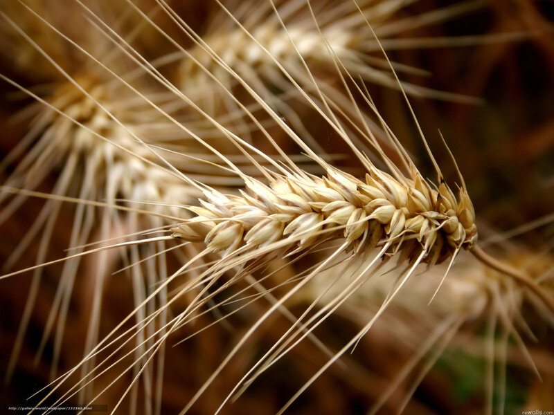 Close-up of Wheat Ears — Brown
