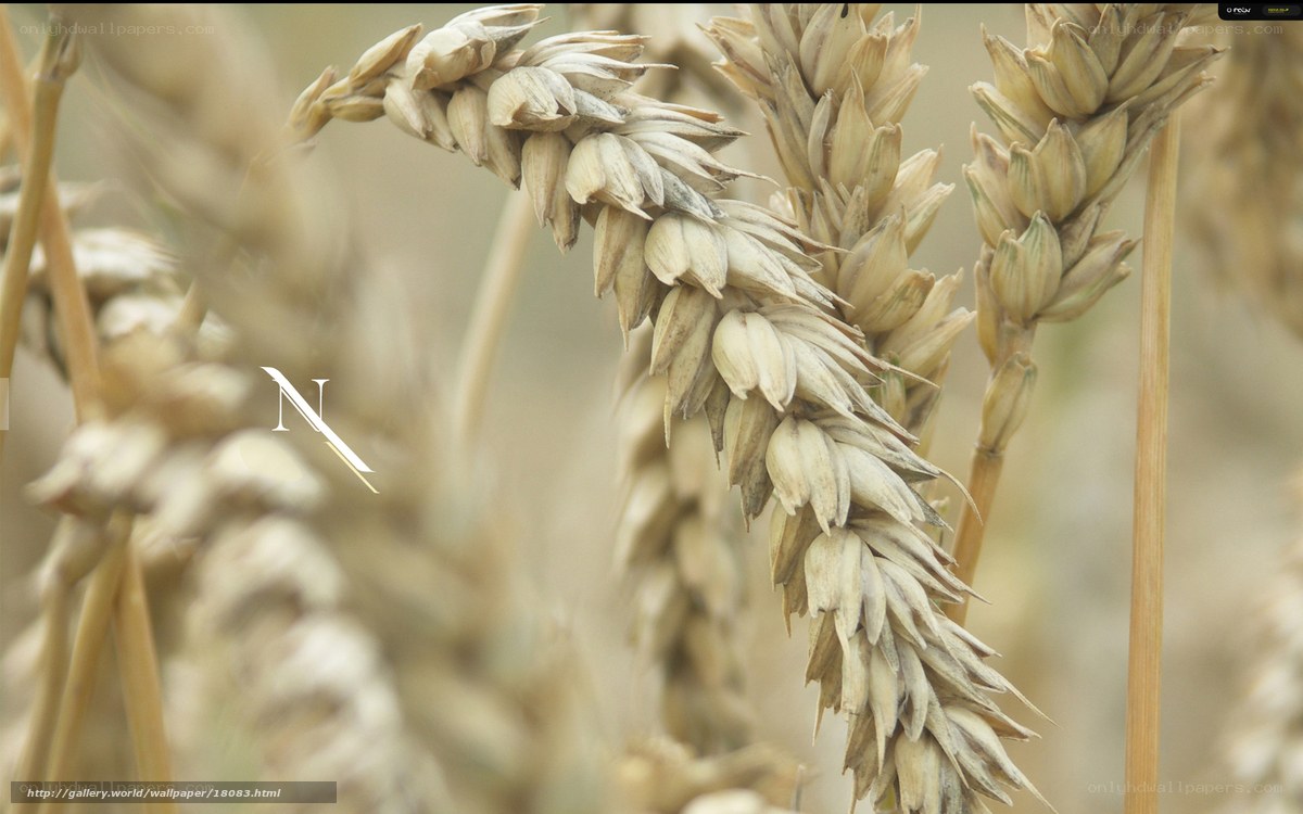 Close-up of wheat ears