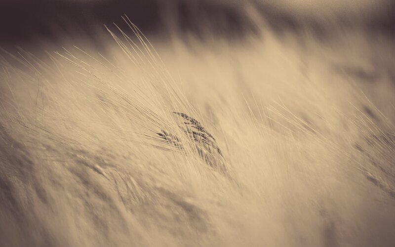 Close-up of wheat field