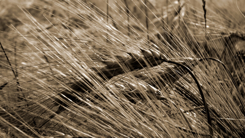 Close-up of wheat stalks