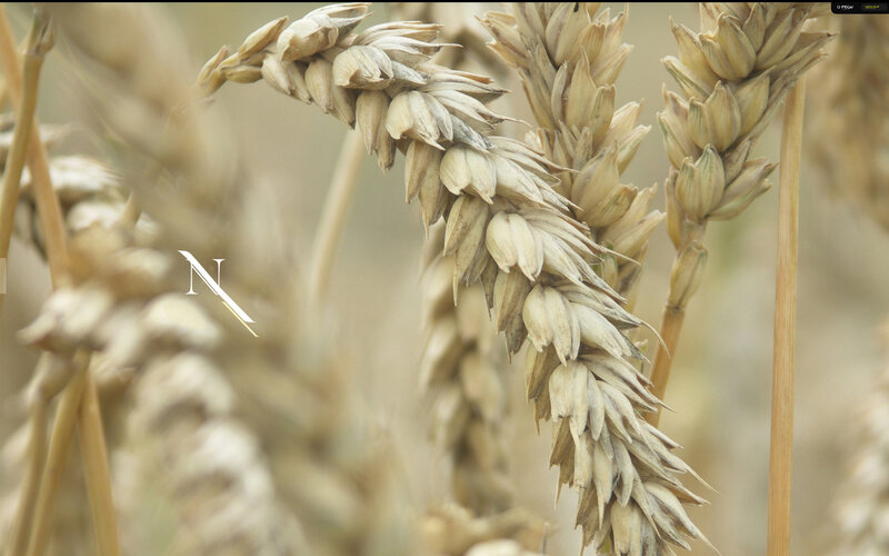 Close-up of wheat stalks