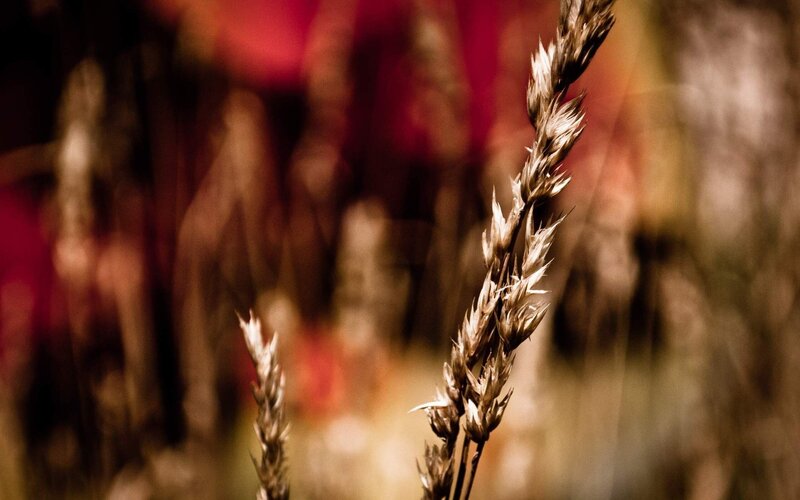 Close-up of wheat stalks