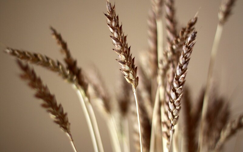 Close-up of wheat stalks
