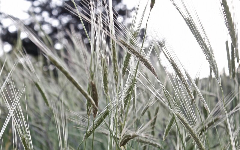 close-up of wheat stalks