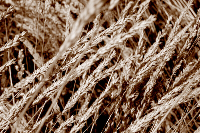 Close-up of wheat stalks