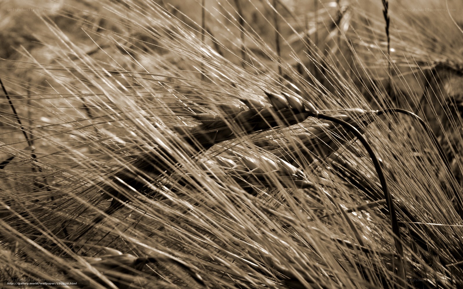 Close-up of wheat stalks