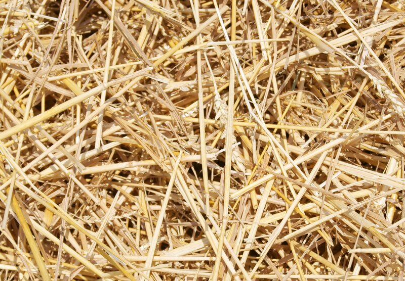 Close-up of wheat straw