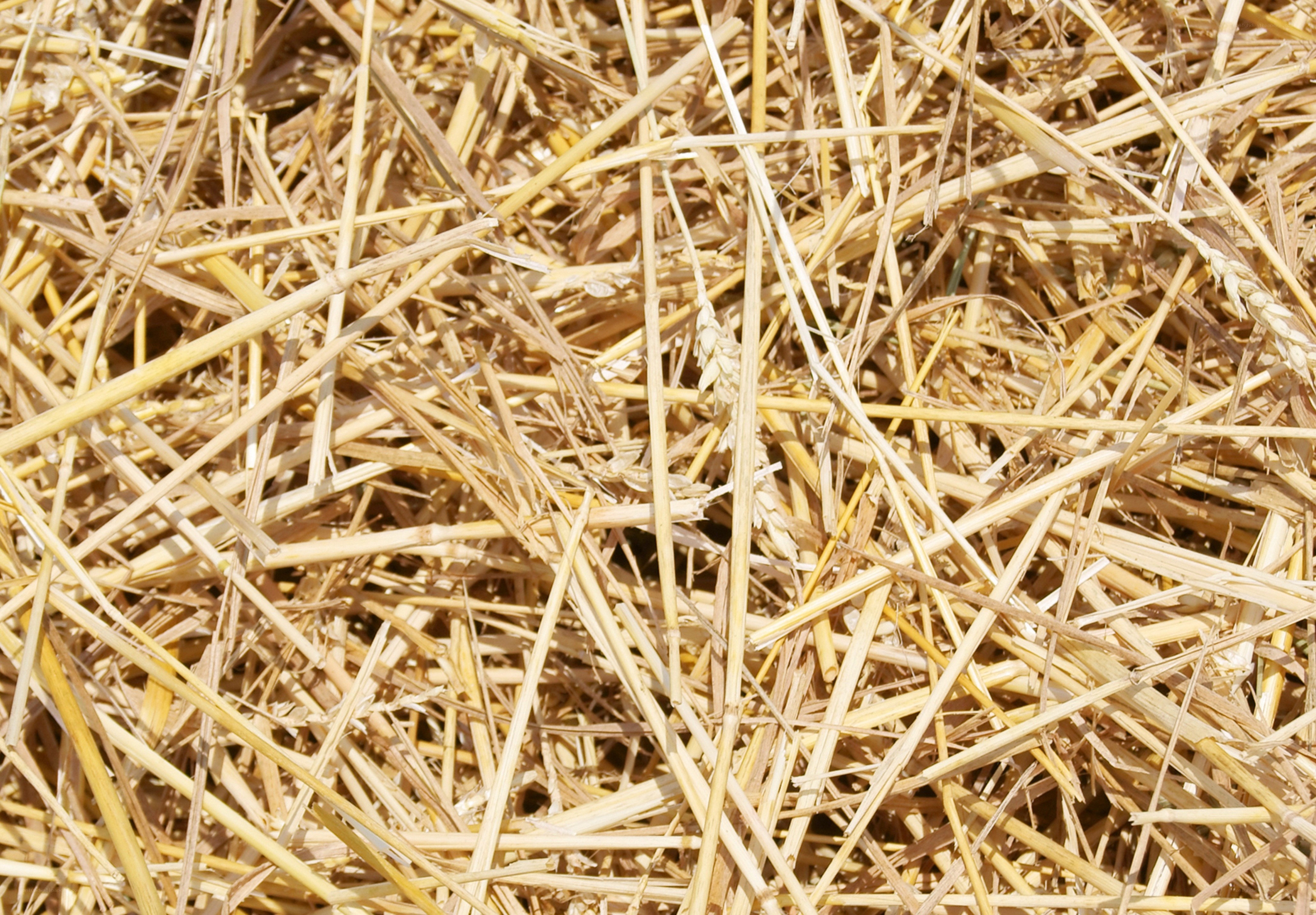 Close-up of wheat straw