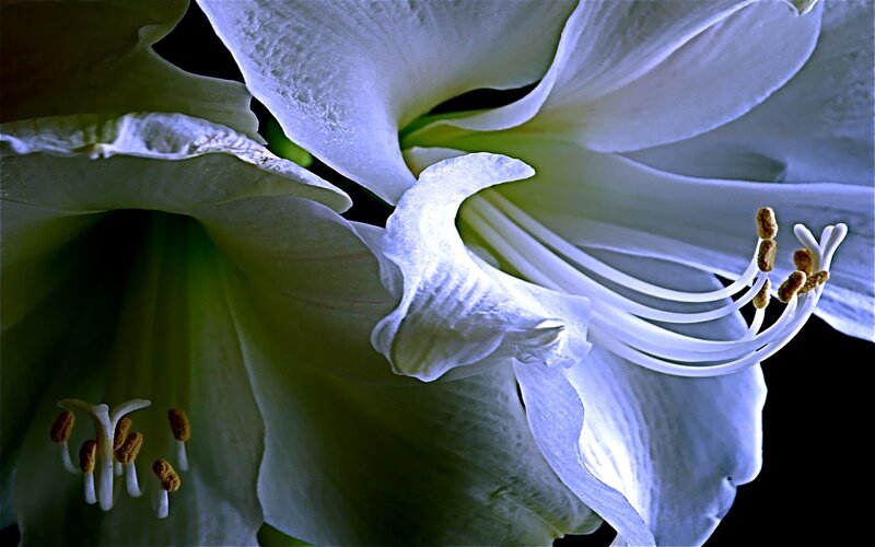 Close-up of white amaryllis flowers