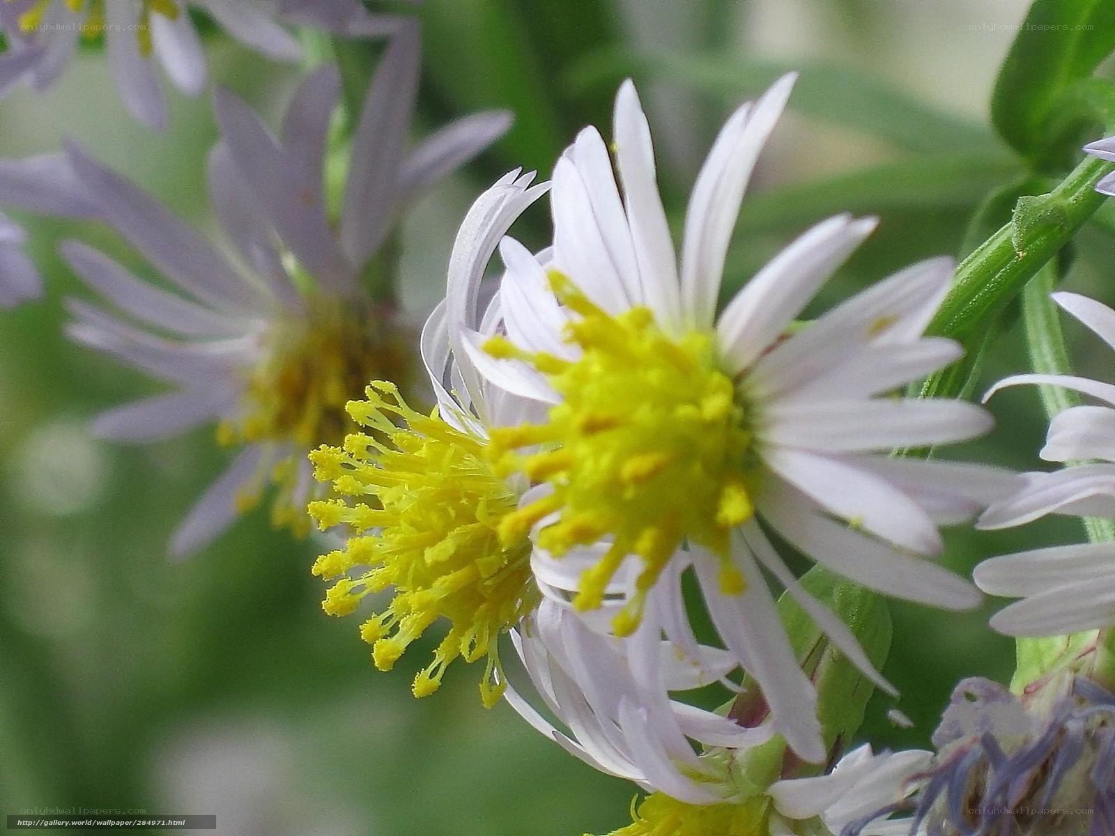 Close-up of white aster flowers