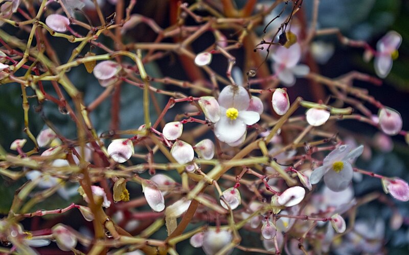 Close-up of white begonia flowers