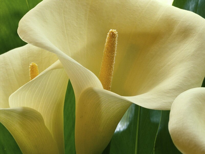 Close-up of white calla lilies