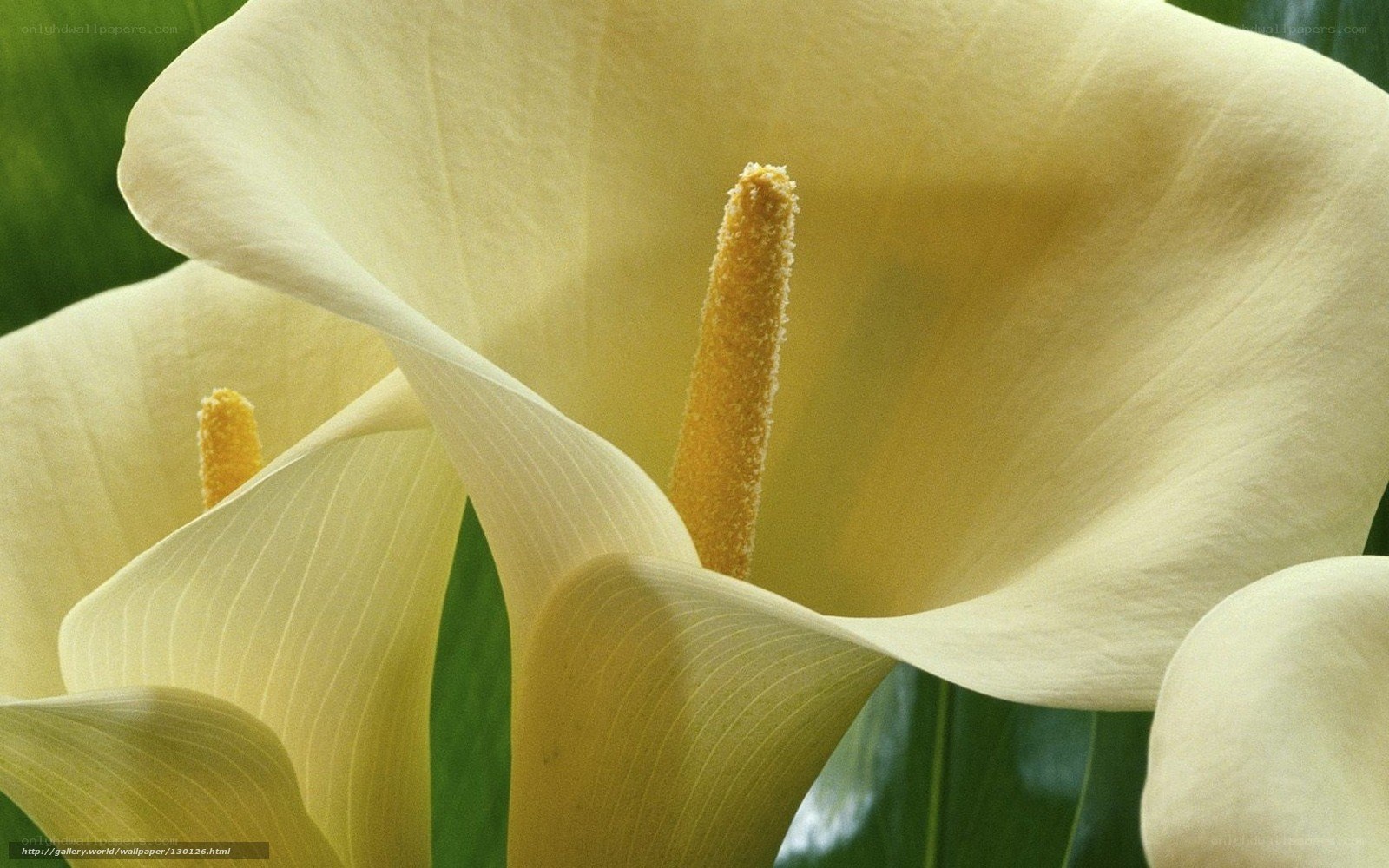 Close-up of white calla lilies