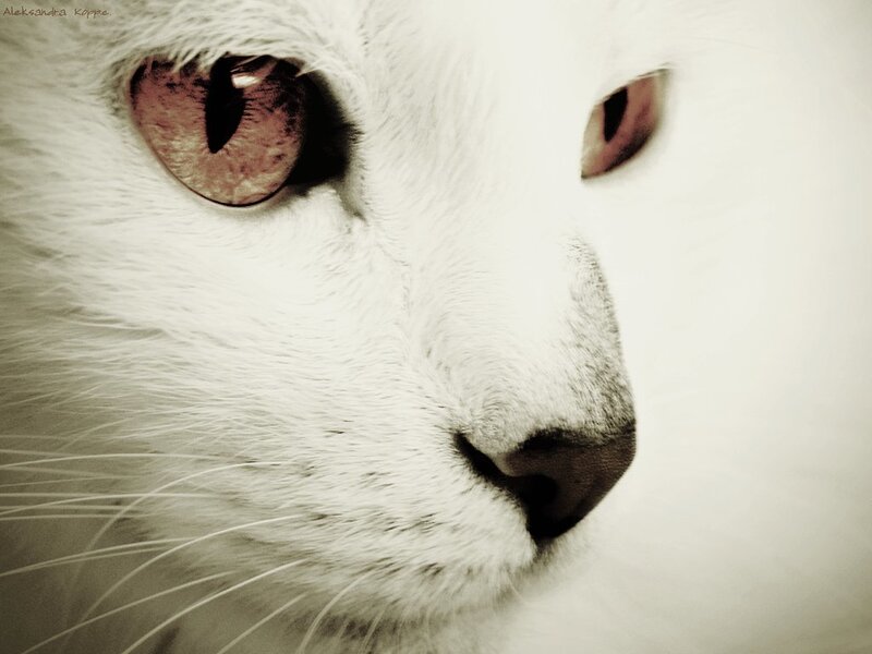 Close-up of White Cat — Calm