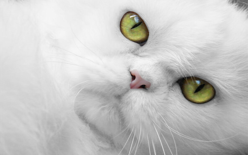 close-up of white cat eyes