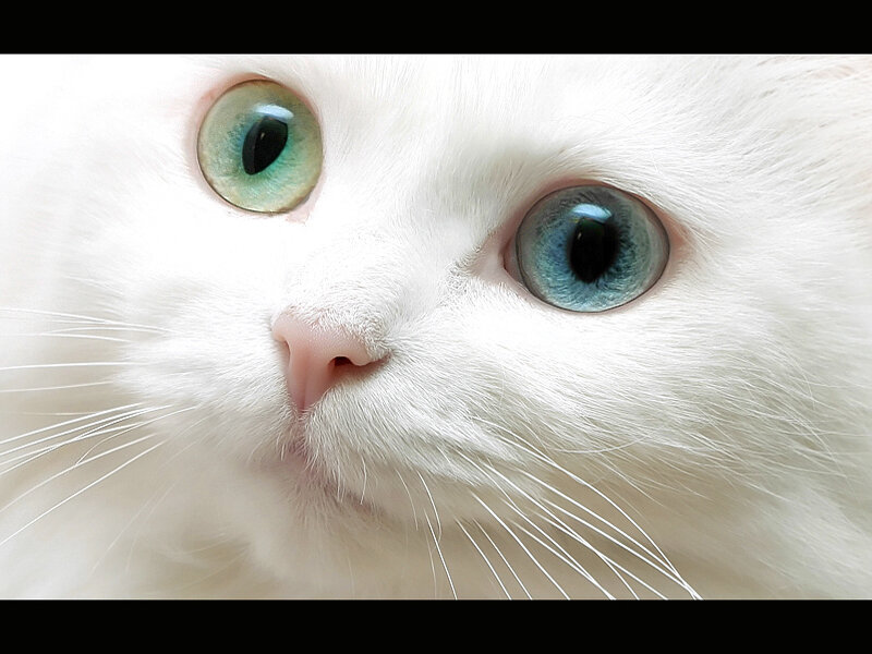 close-up of white cat eyes