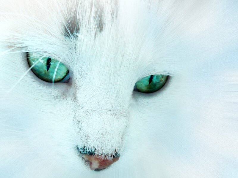 close-up of white cat eyes