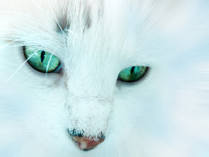 close-up of white cat face