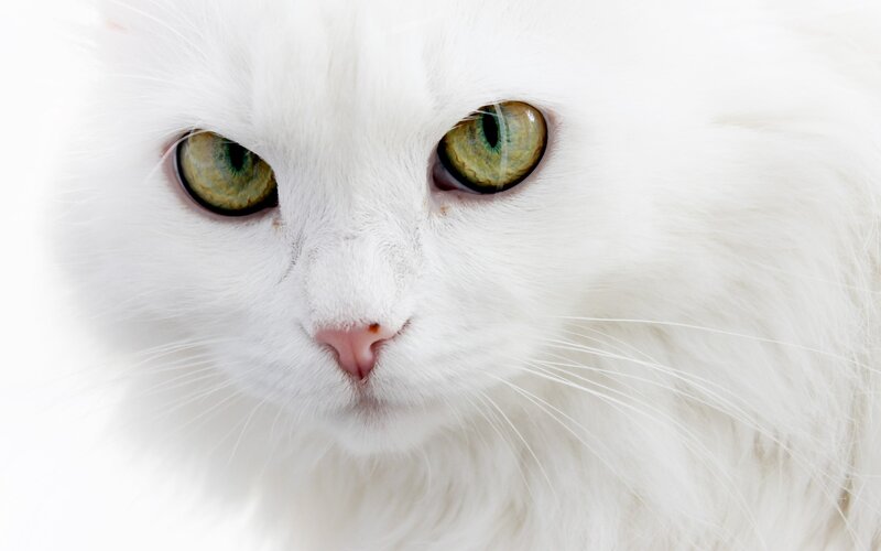 close-up of white cat