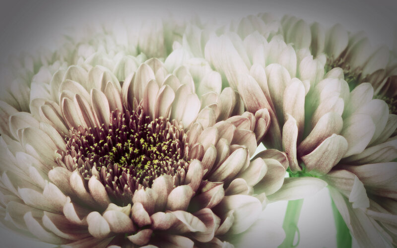 Close-up of White Chrysanthemum — Serene
