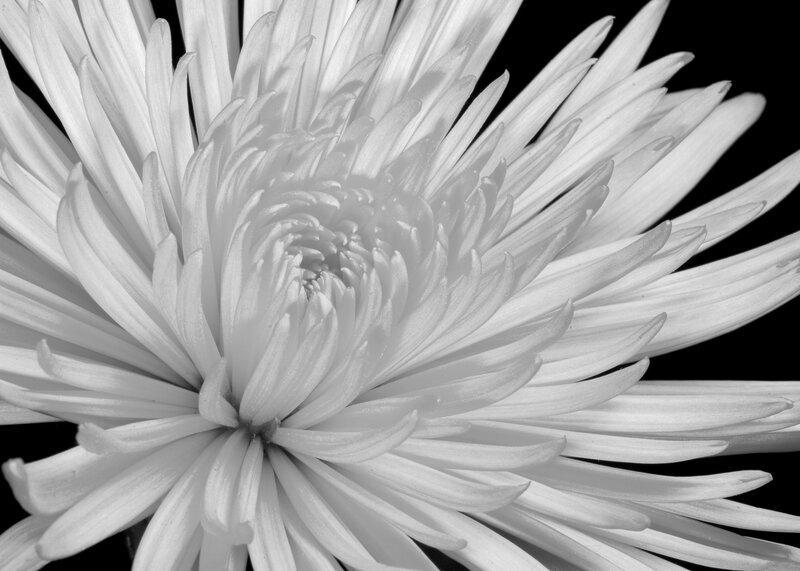 close-up of white chrysanthemum