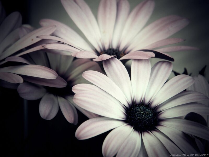 Close-up of white daisies