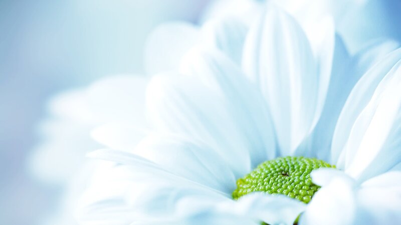 close-up of white daisy flower
