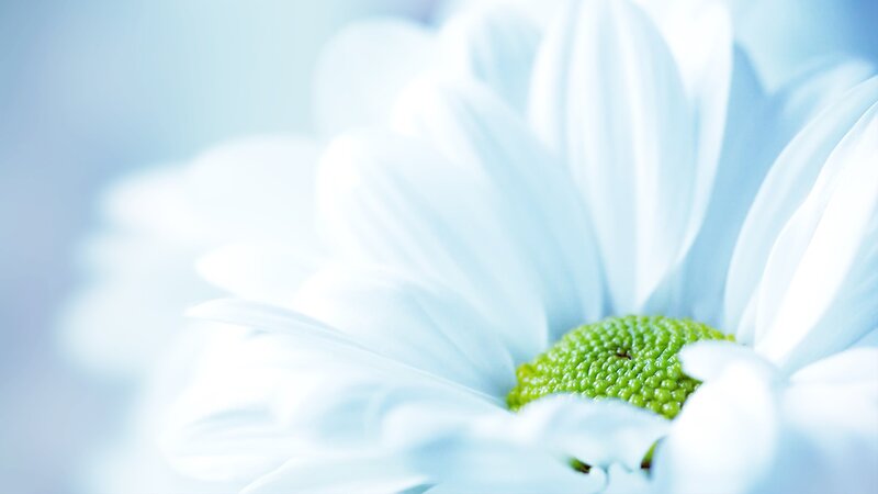 close-up of white daisy flower