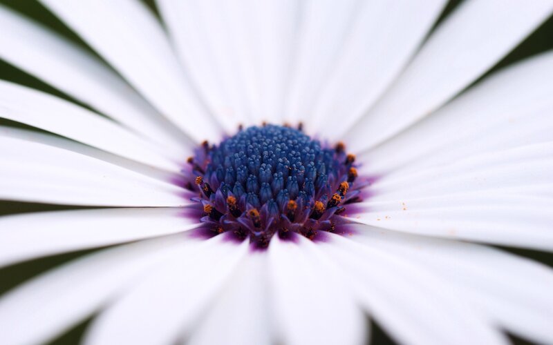 close-up of white daisy flower
