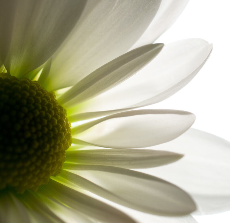 Close-up of White Daisy — Serene