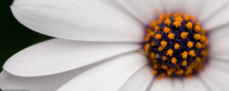 close-up of white daisy