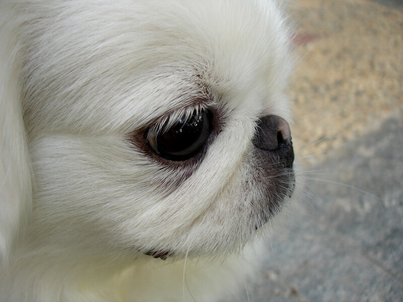 close-up of white dog