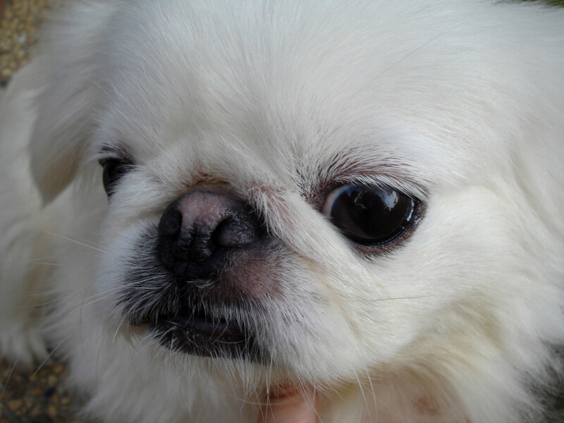 close-up of white dog face
